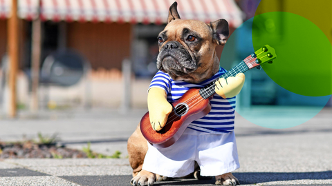 Ein kleiner Hund, der ein Kostüm anhat, in dem er so aussieht als würde er Gitarre spielen