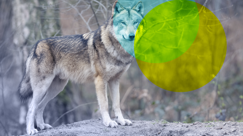 In freier Wildbahn nimmt die Zahl der Wölfe deutschlandweit kontinuierlich zu