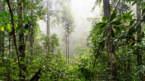 Amazonas-Regenwald