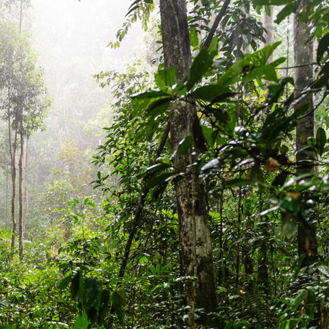 Amazonas-Regenwald