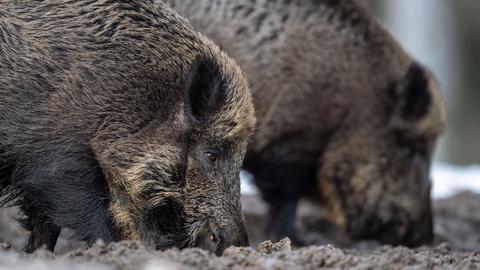 Zwei Wildschweine stehen auf einem Plateau im Wald.